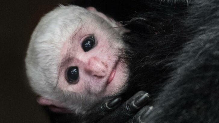 Zoo Praha se může pyšnit mládětem guerézy pláštíkové.
