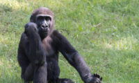 Jedním z nedělních oslavenců v Zoo Praha bude pětiletý samec gorily nížinné Nuru.