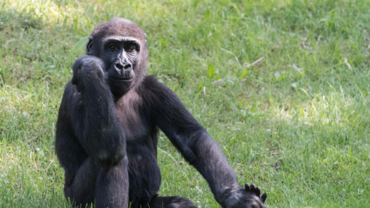 Jedním z nedělních oslavenců v Zoo Praha bude pětiletý samec gorily nížinné Nuru.