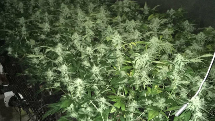 Indoor pěstírna marihuany zajištěná policií