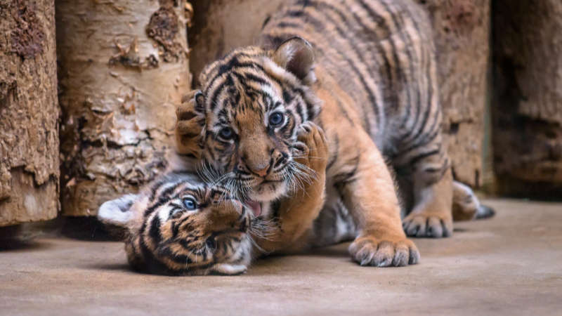 Mláďata tygra malajského - nahoře sameček.