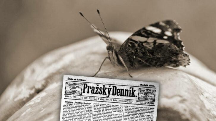 31. 1. 1868: Na Karlově náměstí poletoval motýl. Vyvolal veliké pozdvižení