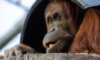 Orangutan sumaterský je považován za škůdce palem olejných a na plantážích je intenzivně pronásledován a zabíjen.