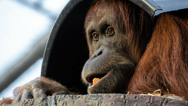 Orangutan sumaterský je považován za škůdce palem olejných a na plantážích je intenzivně pronásledován a zabíjen.