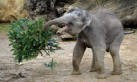 Největší radost ze smrkových větví měl sameček slona indického Max.