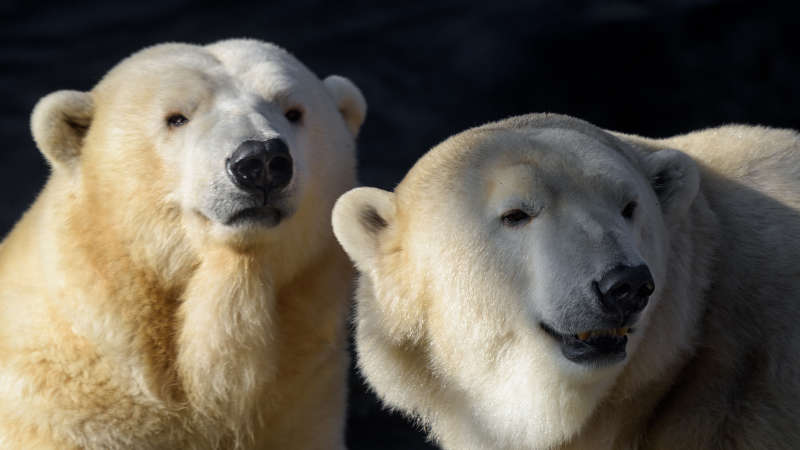 Lední medvědi oslaví svůj Mezinárodní den v Zoo Praha v sobotu 24. února.