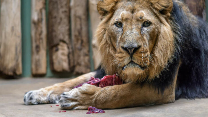 Lev indický Sohan přicestoval do Zoo Praha z Ostravy.