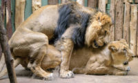 Od 18. února chovatelé zaznamenali u lvů indických Sohana a Suchi několik dnů páření.