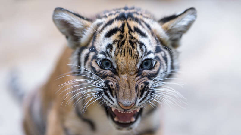 Letošní Světový den divoké přírody bude zaměřený na velké kočkovité šelmy. Zoo Praha naposledy úspěšně rozmnožila kriticky ohrožené tygry malajské.