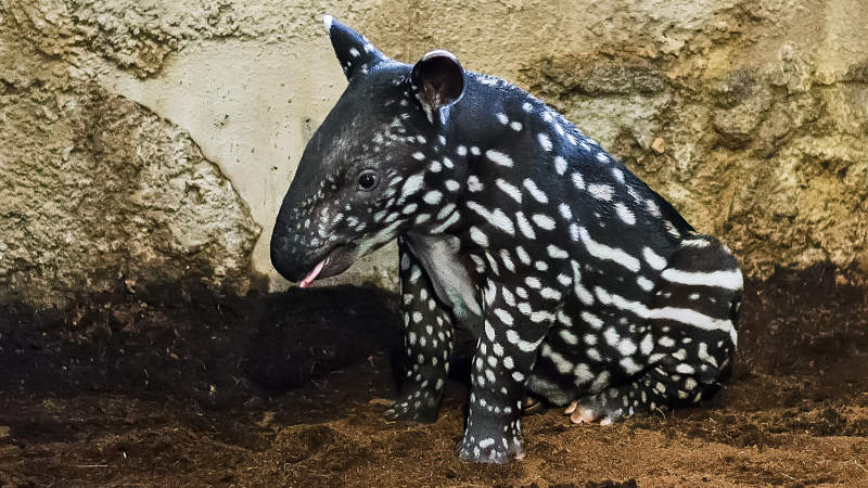 Tapír Budak Puntja se v Zoo Praha narodil 15. října 2015 a okamžitě se stal hvězdným mládětem.