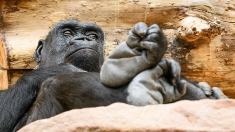 V neděli 18. března oslaví v Zoo Praha své 25. narozeniny osvědčená gorilí matka Kijivu.