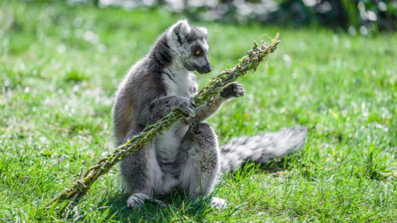 Lemur kata s pomlázkou.