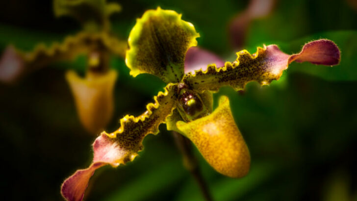Výstava orchidejí v Botanické zahradě oslaví krásu rostlinného těla