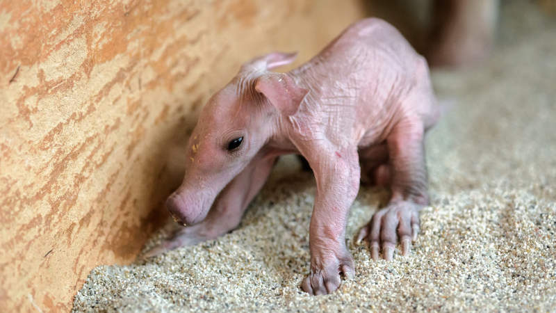 V Zoo Praha se narodilo dlouho očekávané mládě hrabáče kapského.