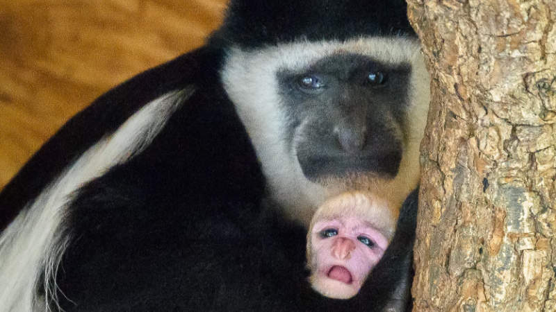 Návštěvníci se na mládě mohou přijít podívat do dolní části zoo, kde guerézy obývají jeden z Opičích ostrovů.