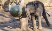 Slon indický Max je vůbec první slůnětem, které v pražské zoo nejen přišlo na svět, ale také zde bylo počato.