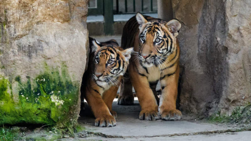 Mláďata tygrů malajských poprvé vyhlížejí, jak to vypadá venku.