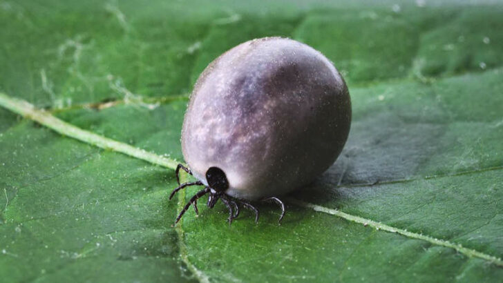 Krvelačná klíšťata v Praze útočí! Jsou mimořádně aktivní. Jak s nimi správně zatočit?