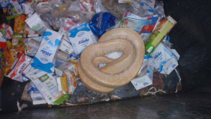Zuboženou krajtu někdo vyhodil do kontejneru na nápojové obaly