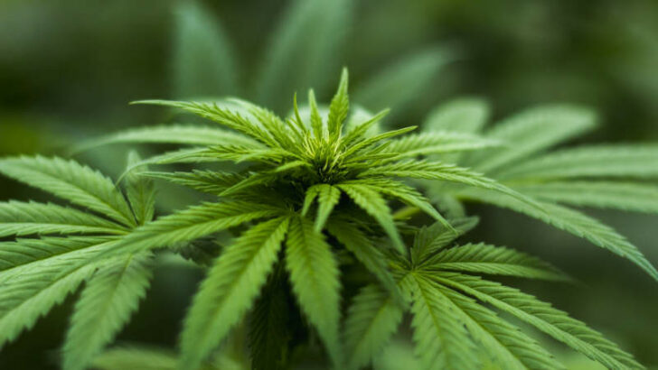 Prahou prošel pochod za legalizaci marihuany. Policisté zadrželi čtyři lidi