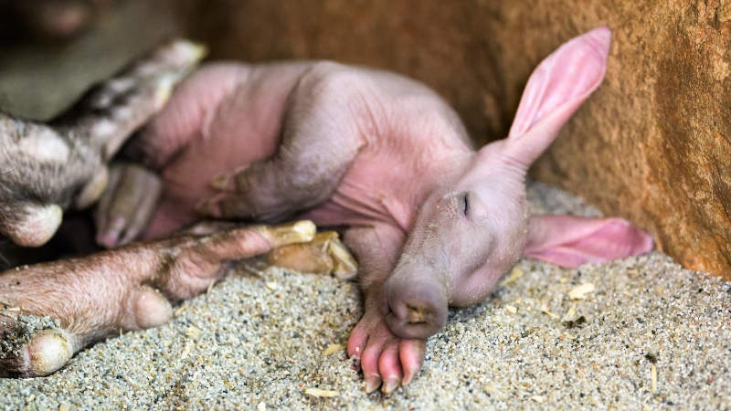 Ode dneška mohou návštěvníci Zoo Praha vidět mládě hrabáče kapského, které se narodilo 22. dubna.