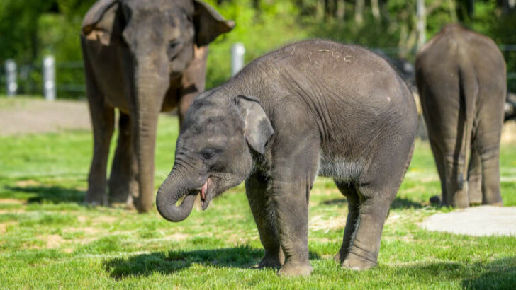 OBRAZEM: Mláďata slonů indických z pražské zoo už skotačí na trávníku