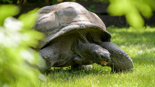 Největším benefitem výběhu je pro želvy možnost pastvy na zavlažovaném trávníku.