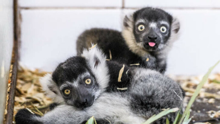 V zázemí Zoo Praha probíhá výjimečný odchov vari bělopásých a zatím to vypadá slibně.