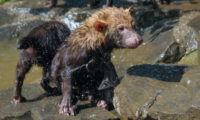 Přezdívku vodní pes nedostal pes pralesní jen tak náhodou. Umí se totiž dobře potápět a rád se dívá pod hladinu, co by mohl ulovit.