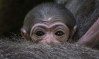Mládě gibona stříbrného si mohou návštěvníci prohlédnout v dolní části zoo, na jednom z tzv. opičích ostrovů.