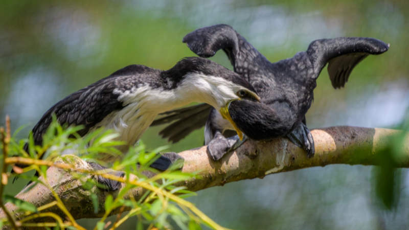 Mláďata kormoránů jsou ve venkovní voliéře Ptačích mokřadů krmena rodiči.