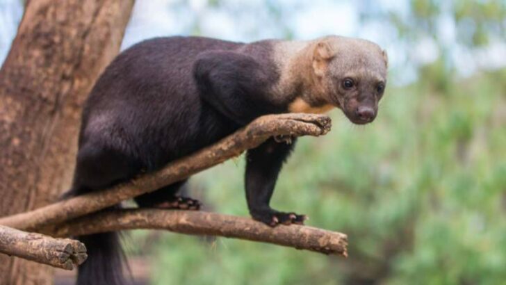 Tayra z pražské zoo.
