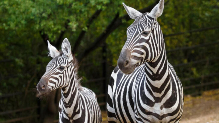 Kevin a Klea jsou novými obyvateli pražské zoo.