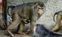 V Zoo Praha se narodilo další mládě makaka vepřího. Celou skupinu těchto primátů, mohou návštěvníci pozorovat v pavilonu Indonéská džungle.