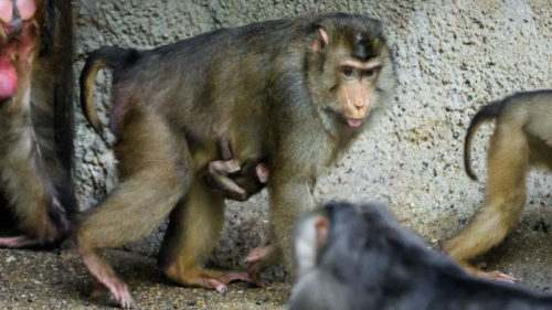 V Zoo Praha se narodilo další mládě makaka vepřího. Celou skupinu těchto primátů, mohou návštěvníci pozorovat v pavilonu Indonéská džungle.