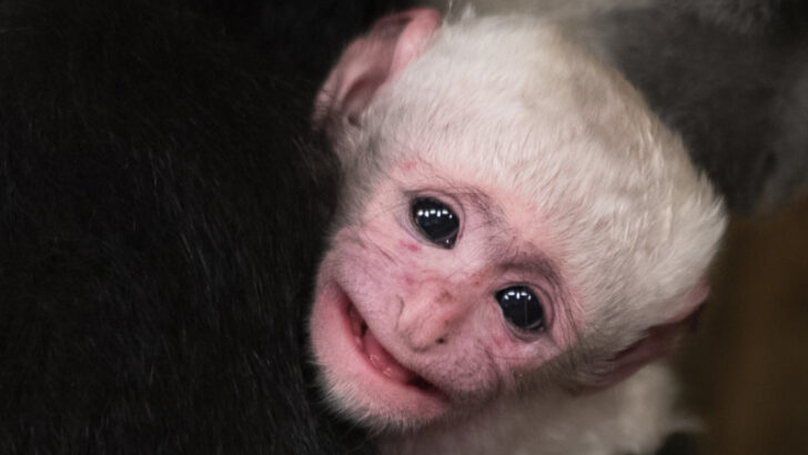 Zoo Praha se raduje z dalšího mláděte guerézy pláštíkové.