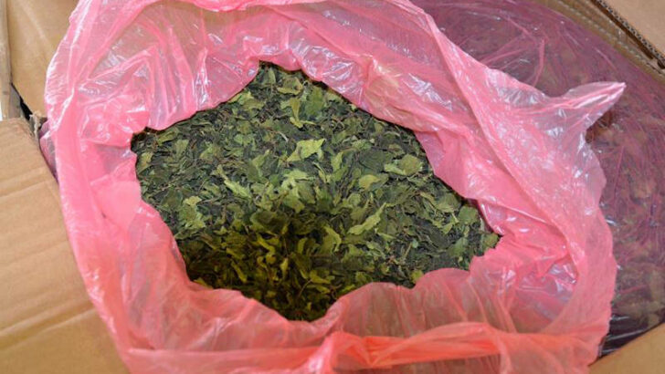 Pražští celníci zadrželi desítky kilogramů exotické drogy