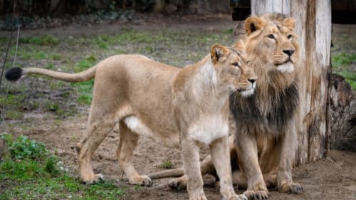 Čistokrevní lvi indičtí samec Jamvan a samice Ginni ve výběhu pražské zoo.