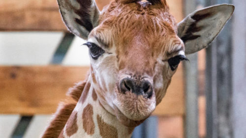 Mládě žirafy severní v den narození. Následná veterinární prohlídka potvrdila, že jde o samičku.