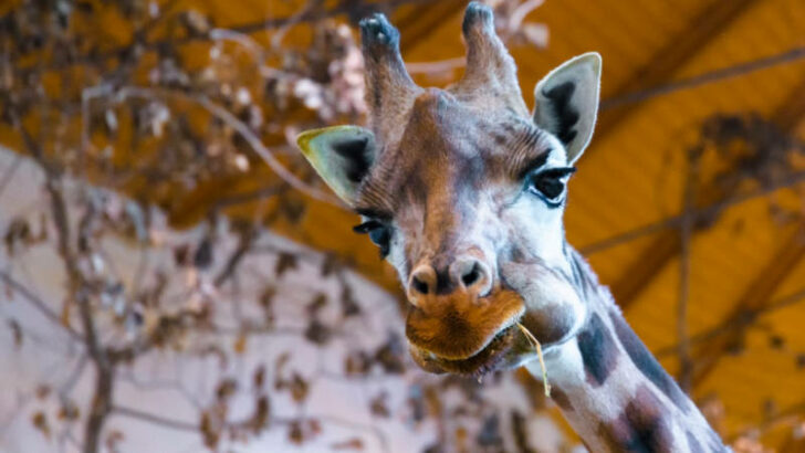 O víkendu se přijďte ohřát do Zoo Praha!
