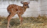 Jedním z prvních letošních přírůstků v Zoo Praha je toto mládě sitatungy západoafrické, jedné z nejbarevnějších antilop.