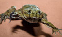 Do Zoo Praha dorazily vodnice posvátné, vzácné žáby z jezera Titicaca. Pražská se nyní spolu s vybranými severoamerickými a evropskými zoologickými zahradami zapojuje do programu na vytvoření jejich pojistné populace v lidské péči.