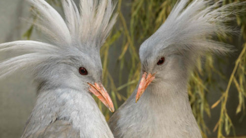 Zoo Praha začíná chovat zcela nový ptačí druh – kagu chocholatého. Dva samce se podařilo získat z německého Weltvogelparku Walsrode.