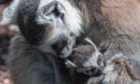 Tento snímek mláděte lemura kata vznikl krátce po porodu. Matka mládě řádně očistila a začala kojit.
