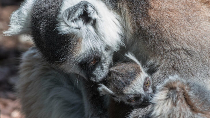 Tento snímek mláděte lemura kata vznikl krátce po porodu. Matka mládě řádně očistila a začala kojit.
