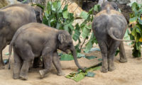 Sameček slona indického Maxmilián se v pražské zoo narodil 5. dubna 2016. Sobotní oslavu svých třetích narozenin si opravdu užil. Na úvod se proběhl „lesem“, který chovatelé slonům připravili z listů banánovníku.