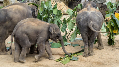 Sameček slona indického Maxmilián se v pražské zoo narodil 5. dubna 2016. Sobotní oslavu svých třetích narozenin si opravdu užil. Na úvod se proběhl „lesem“, který chovatelé slonům připravili z listů banánovníku.