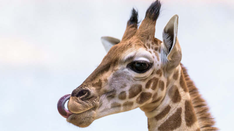 Žirafí sameček dostal jméno Matyáš.
