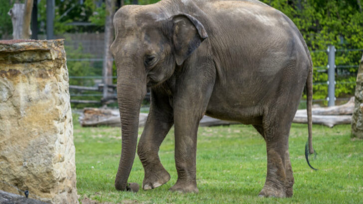 Pražská zoo v očekávání. Příští rok se narodí dvě sloní mláďata