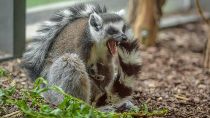 Sedmiletá samice lemura kata Móni s mládětem několik hodin po porodu.